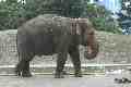 Elephant, Taronga Park