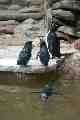 Penguins, Taronga Park