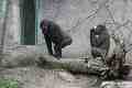 Gorillas, Taronga Park