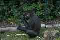 Gorilla, Taronga Park
