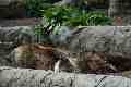 Bears, Taronga Park