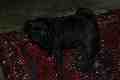 Flinders (black dog on a dark background)