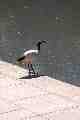 Ibis
