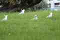 Cockatoos