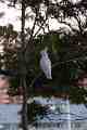 Cockatoo
