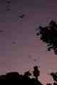 Bats and Sydney Tower