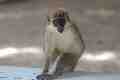 Monkey at Turtle Beach